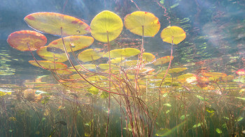 Under Monets Pond by Eiko Jones