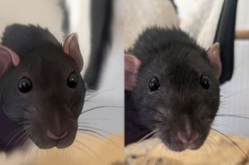 Rat study