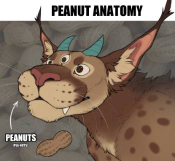 Peanut Anatomy